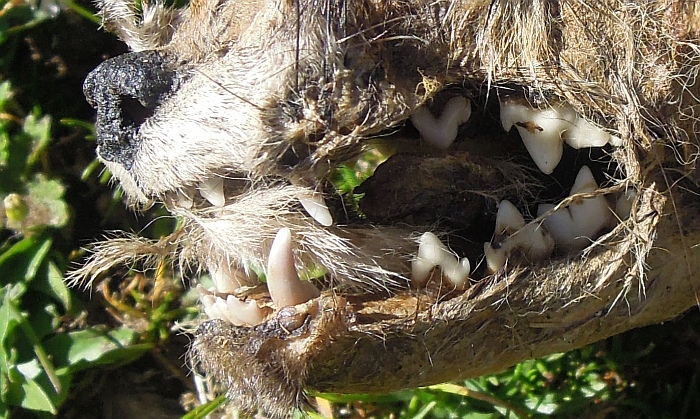 Cucciolo di canis lupus italicus?